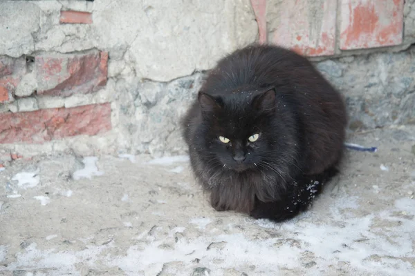 放棄された通りの猫 動物虐待 悲しみ 雪の背景に黒のふわふわ猫 ホームレスの黒い猫 — ストック写真