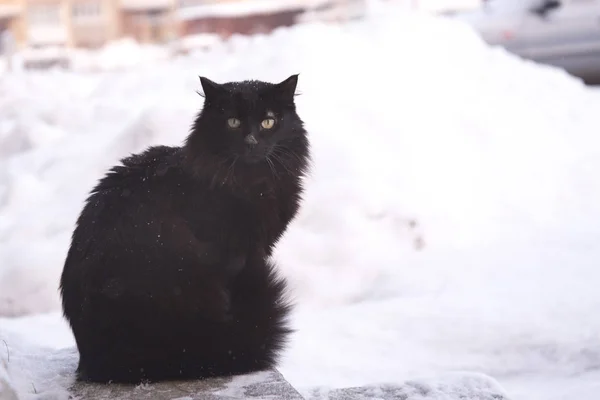 Övergav Gatan Katter Djurmisshandel Sorg Svart Fluffig Katt Bakgrund Snö — Stockfoto