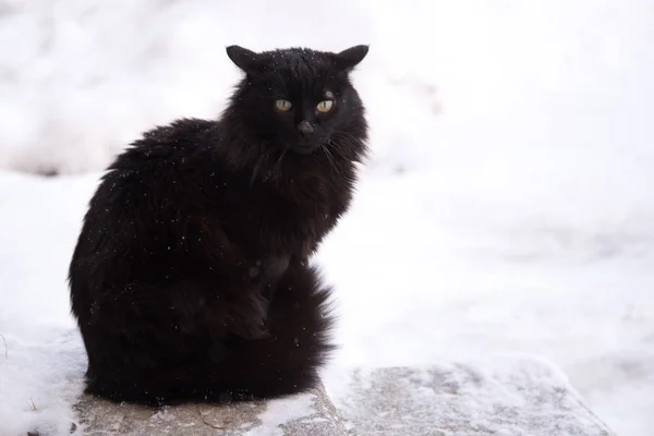 Verlaten Straat Katten Dierenmishandeling Verdriet Zwarte Pluizig Kat Een Achtergrond — Stockfoto