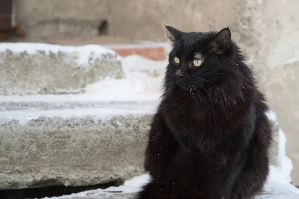 Övergav Gatan Katter Djurmisshandel Sorg Svart Fluffig Katt Bakgrund Snö — Stockfoto