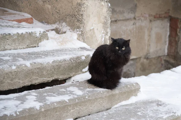 Abandoned street cats, animal abuse, sadness. Black fluffy cat on a background of snow. Homeless black cat.
