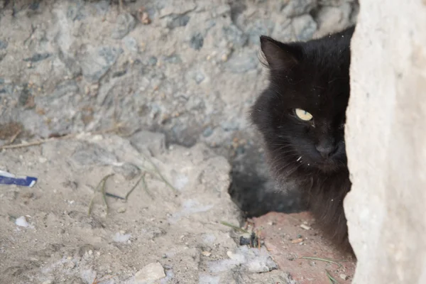 Verlaten Straat Katten Dierenmishandeling Verdriet Zwarte Pluizig Kat Een Achtergrond — Stockfoto