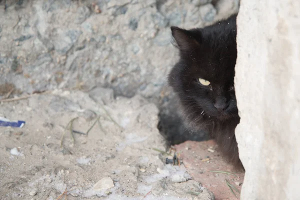 Verlaten Straat Katten Dierenmishandeling Verdriet Zwarte Pluizig Kat Een Achtergrond — Stockfoto