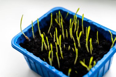 Taze yeşil çim beyaz arka plan üzerinde izole. Yulaf bir mavi kutu içinde genç sürgünler