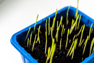 Taze yeşil çim beyaz arka plan üzerinde izole. Yulaf bir mavi kutu içinde genç sürgünler