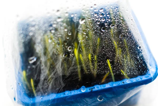 Young Grass Shoots Film Cover Drops Water — Stock Photo, Image