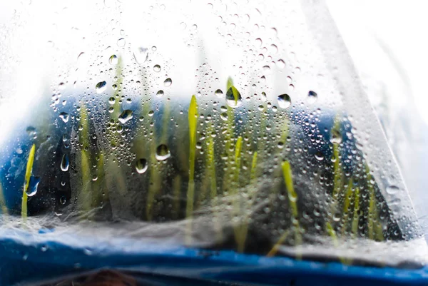 Young grass shoots under the film cover. Drops of water