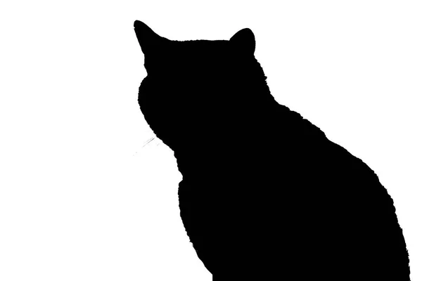cat silhouette sitting on white, black isolated cat