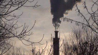 Fabrika baca doğan güneşe karşı kalın duman. Ağaç dalları yaprakları olmadan. Arka plan bulanık. Bir sigara boru ve ağaç dalları silüeti.