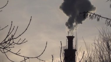 Fabrika baca doğan güneşe karşı kalın duman. Ağaç dalları yaprakları olmadan. Arka plan bulanık. Bir sigara boru ve ağaç dalları silüeti.