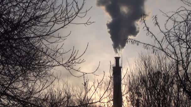 朝日に対する工場の煙突から煙は濃い 葉のない木の枝 背景をぼかし 禁煙パイプと木の枝のシルエット — ストック動画