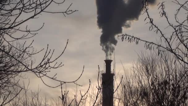 朝日に対する工場の煙突から煙は濃い 葉のない木の枝 背景をぼかし 禁煙パイプと木の枝のシルエット — ストック動画