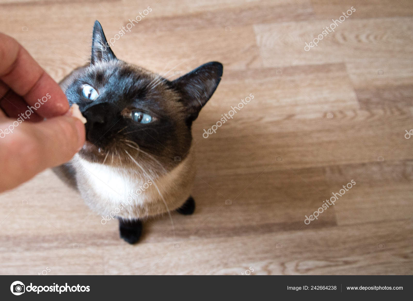 Siamese Adult Cat Eating Fish Shaped Cat Food Human Hand Stock Photo by  242664238