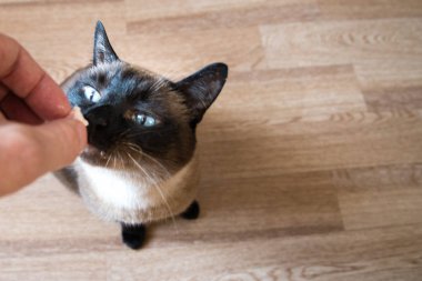 Balık yemek yetişkin Siyam kedi kedi insan eli gıdalardan şeklinde.