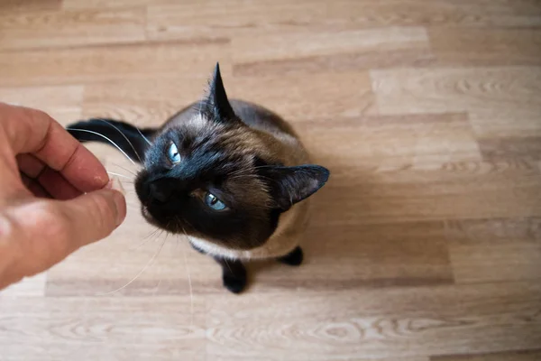 Сиамская Взрослая Кошка Ест Корм Форме Рыбы Человеческой Руки — стоковое фото