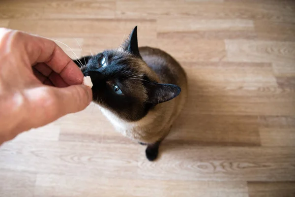Siamese Vuxen Katt Äta Fisk Formade Katt Mat Från Mänsklig — Stockfoto