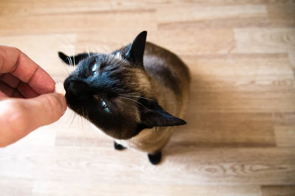 Siamese Vuxen Katt Äta Fisk Formade Katt Mat Från Mänsklig — Stockfoto