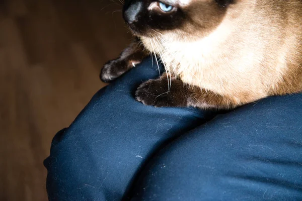 Gato Siamés Sentado Regazo Gato Lana Los Pantalones — Foto de Stock