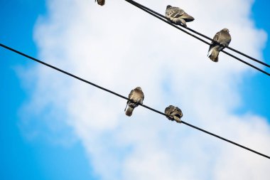 Güvercinler teller üzerinde oturuyorsun. Gökyüzü güç hatları üzerinden oturan kuşlar temizleyin.
