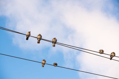 Güvercinler teller üzerinde oturuyorsun. Gökyüzü güç hatları üzerinden oturan kuşlar temizleyin.