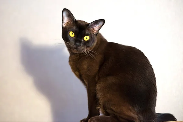 棕色缅甸猫巧克力毛皮颜色和黄色的眼睛 好奇的眼神 — 图库照片