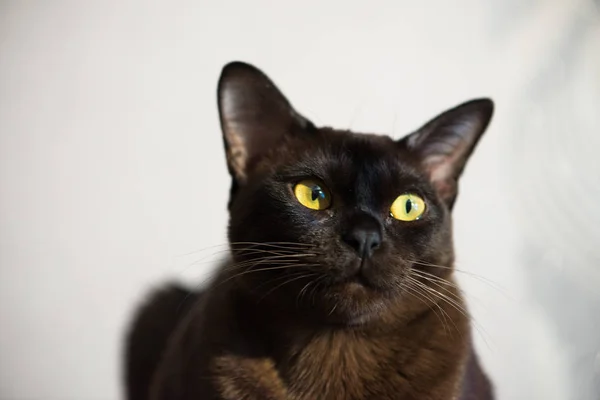 Retrato Cerca Del Gato Birmano Marrón Con Color Piel Chocolate — Foto de Stock