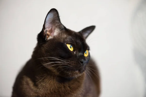 Close-up portrait of Brown Burmese Cat with Chocolate fur color and yellow eyes, Curious Looking