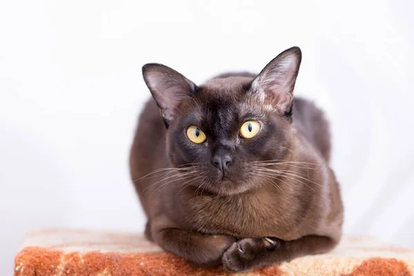 Gatto Birmano Marrone Con Colore Della Pelliccia Cioccolato Occhi Gialli — Foto Stock