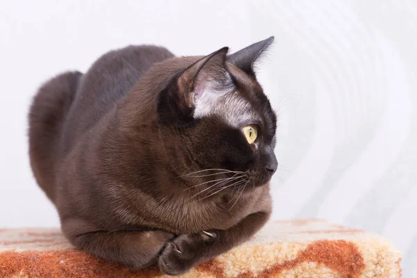 Gato Birmano Marrón Con Color Piel Chocolate Ojos Amarillos Aspecto — Foto de Stock