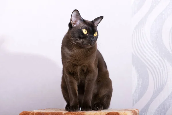 Brown Burmese kedi ile çikolata kürk renk ve sarı gözler, merak seyir