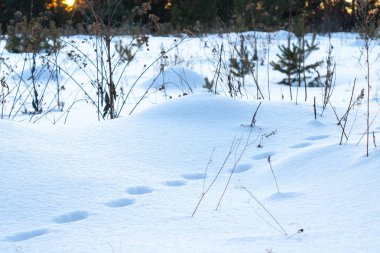 Kar parça, hayvan derin karda izleri forest yakınındaki.