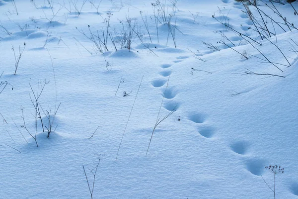 Spuren im Schnee, Spuren des Tieres im Tiefschnee am Waldrand — Stockfoto