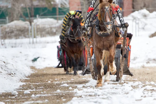 Inverno guida su cavalli — Foto Stock