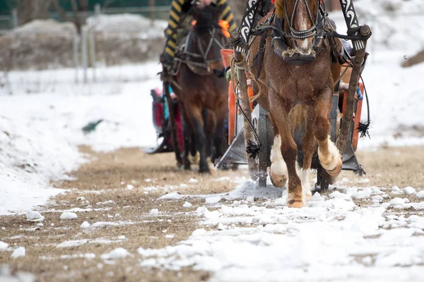 Inverno guida su cavalli — Foto Stock