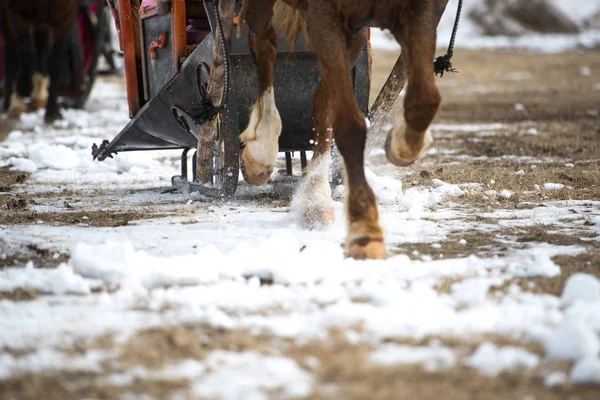 Conduite hivernale à cheval — Photo