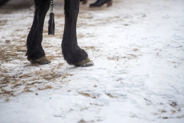 Photographie rapprochée des jambes de cheval debout dans la neige vive de l'hiver — Photo