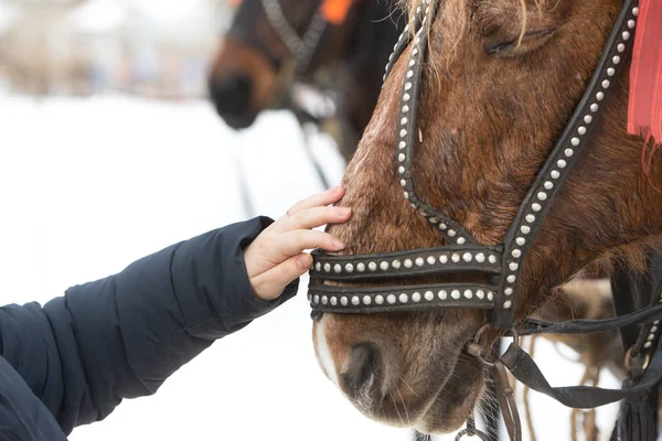 A menina toca o rosto do cavalo com a mão. a mão de Hild acaricia o rosto de um cavalo em um freio — Fotografia de Stock