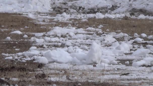 Running horses harnessed, winter sledding — Stock Video