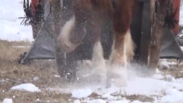 Running horses harnessed, winter sledding — Stock Video