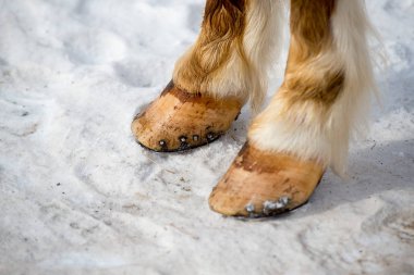 NET kış karda dururken Closeup fotoğraf at bacaklar