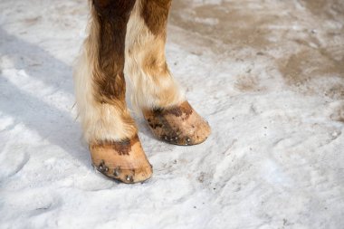 NET kış karda dururken Closeup fotoğraf at bacaklar