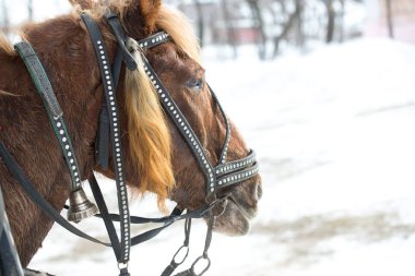 a at başlığı içinde kırmızı bir atın başkanı