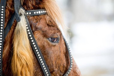 a at başlığı içinde kırmızı bir atın başkanı