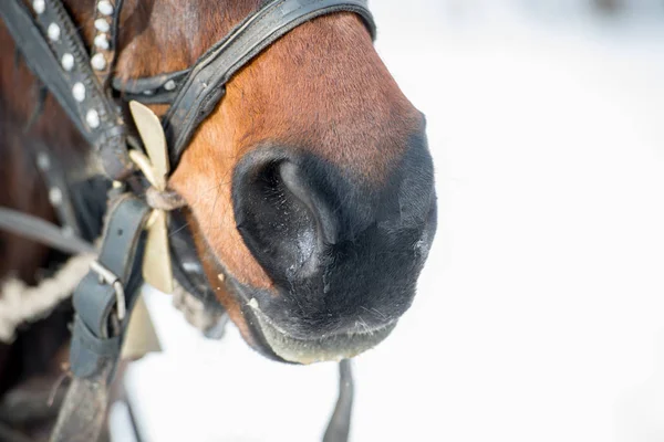 Plan horizontal d'un cheval brun. muselière avec vieux cuir et sangles métalliques avec de grandes narines . — Photo