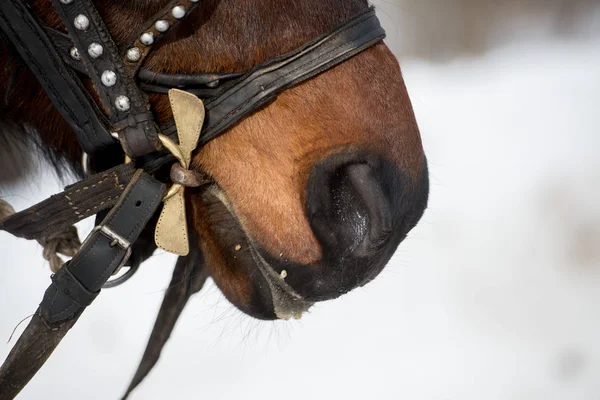 Kahverengi bir at yatay atış. eski deri ve metal çemberleme büyük burun delikleri ile namlu çıkış. — Stok fotoğraf