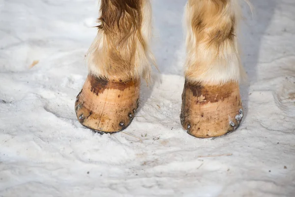 Photographie rapprochée des jambes de cheval debout dans la neige vive de l'hiver — Photo