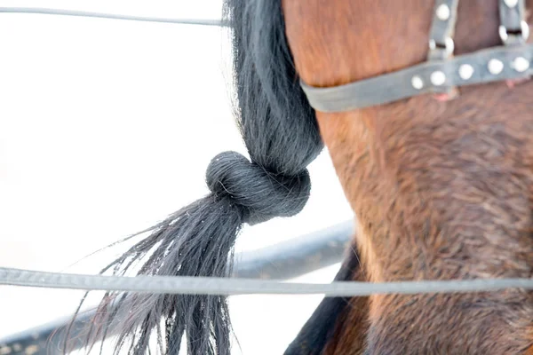 Horse black tail knotted — Stock Photo, Image