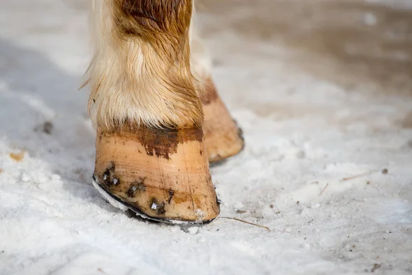 Fotografía de cerca de patas de caballo mientras están en la nieve crujiente del invierno —  Fotos de Stock