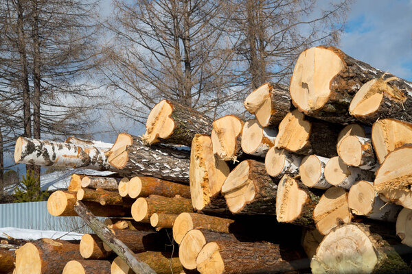 Stacked wood logs , sawn logs.