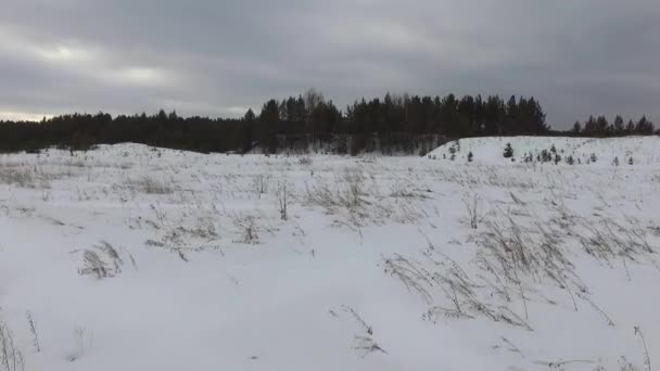 Latające Wzdłuż Snowy Leśnej Polanie Niskich Wysokościach Zbliża Się Drzew — Wideo stockowe